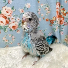 ジャンボセキセイインコ  ノーマルブルー 💙  3/24
