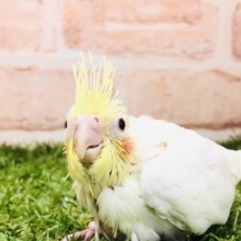 そろそろ入舎が増えてきたかな？　オカメインコ　ルチノー　Ｒ５　３／９撮影