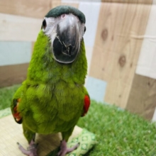 おしゃべり大好き☆コミちゃんです！コミドリコンゴウインコ！