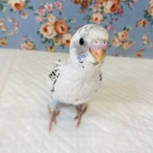大きくなってもクリクリおめめだよ❤︎セキセイインコ(ハルクイン)❤︎