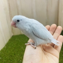 最新画像になりますよ‼️水色のマメたん！爽やかな薄めカラー⭐️ マメルリハ　アメリカンホワイト　女の子