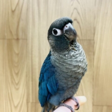 【最新画像更新🪄】おっとりマイペースな子◎ウロコインコ(ヴァイオレット) ヒナ