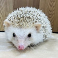 抱っこ出来ます♡シナモンハリネズミ(女の子)