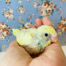 とってもかわいい色合いの💛セキセイインコのヒナちゃん入舎です💙