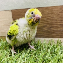 定番人気☆セキセイインコと言えば！のオパーリン