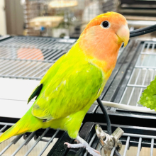 ベタ慣れさん♡♡【最新画像🪄】ひよこみたいな黄色のわたわた♪コザクラインコ(オパーリンタイガー)