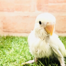 薄い色合いが綺麗な子が入舎です　コザクラインコ　シナモン　R５　３／１撮影