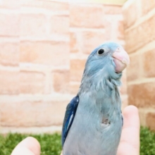 マメっチが入舎です　マメルリハインコ　ブルー　R５　３／１撮影