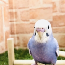 ちょっと大人感　セキセイインコ　スパングル　Ｒ５　３／６撮影