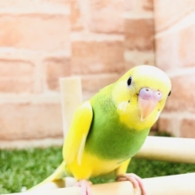 柄の入り方は１羽１羽の個性！　セキセイインコ　パイド　R５　３／６撮影