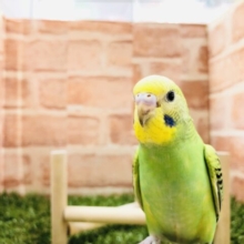 これぞ！　セキセイインコ　オパーリン　R５　３／６撮影