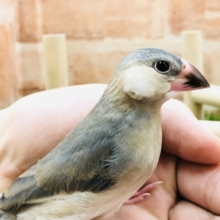 これぞ昔ながらの文鳥！　桜文鳥　Ｒ５　２／２３撮影