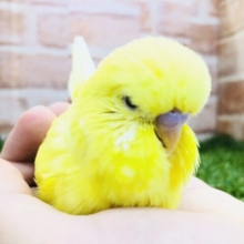どーんと大きいジャンボセキセイインコ　R５　３／２７撮影