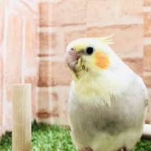 淡い色合いはいかがですか？　オカメインコ　シナモンパールパイド　Ｒ５　３／２９撮影