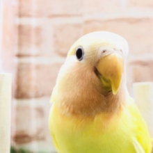 真っ赤な頭がチャームポイントに　コザクラインコ　ルチノーオパーリン　Ｒ５　３／２７撮影