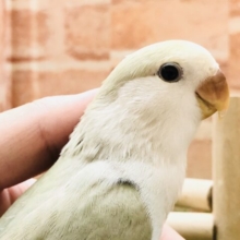 薄いカラーが特徴的　コザクラインコ　シナモン　Ｒ５　３／２３撮影