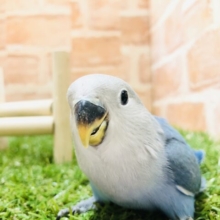人気の青色が入舎！　コザクラインコ　ブルーチェリー　R５　３／２７撮影