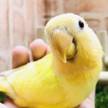 ヒヨコみたい？　コザクラインコ　ルチノー