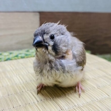 ちょこんと、おすまし顔が得意なんです♪キンカ鳥さんがやって来ました〜
