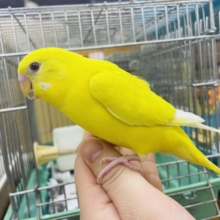 最新画像になりますよ❗️レモン色なの💓赤目さんのセキセイさん！　セキセイインコ　ルチノー