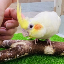 慣れ慣れ♡ぶりぶり体型の立派なオカメインコ(ルチノー)❤