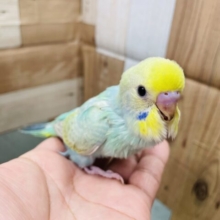 最新画像あります☆エメラルドのように輝いて見えませんか？？セキセイインコのパステルカラーレインボー！