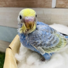 濃いめのブルーがかっこいい！セキセイインコのレインボーオパーリン！