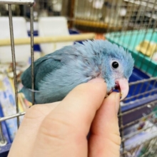 最新画像になりますよ～！！大人気💓魅惑のブルーカラーマメたん！　マメルリハ　ブルー　女の子