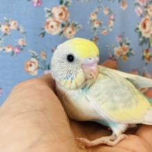 明るいふんわりカラー💛手乗りセキセイインコ(レインボーパイド)💛