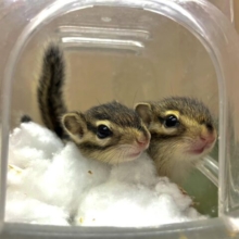 あと1匹です！きゅるきゅるにかわいいシマリスちゃん！　シマリス　男の子