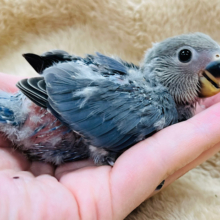 きゅるるん瞳✨️あざとい系です♪コザクラインコ(バイオレット)ヒナ