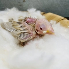 これからの成長が楽しみなヒナさんです！シナモン文鳥！