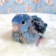 サザナミインコ コバルト 💙🦋.｡ﾟ+   4/29