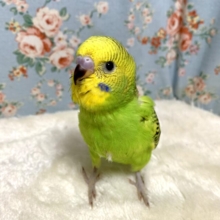 セキセイインコ  グリーンオパーリン  🌿.∘  4/15