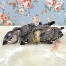 桜文鳥   1羽入舎🌸.*･ﾟ