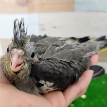 背中おハゲちゃん❤オカメインコ(ノーマル)のヒナ入荷しましたー❤