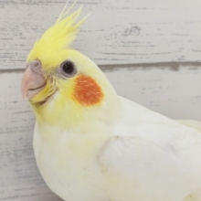 癒やされカラー🥰　オカメインコ(ルチノー)