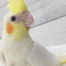 目を引く白とオレンジほっぺ～🤍　オカメインコ(ルチノー)