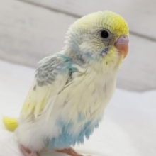 個性ある色合いが魅力🌈　セキセイインコ(パステルレインボーパイド)