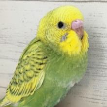 黒い模様がアクセント～🌟　セキセイインコ(スパングル)