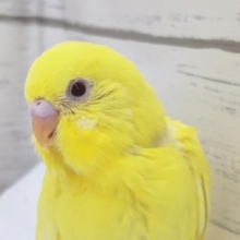 真っ黄色がかわいい～💛　セキセイインコ(ルチノー)