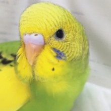鮮やかな黄色と緑～🐣　セキセイインコ(パイド)