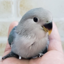 小桜インコブルーチェリー入荷。ちょっと薄めの。