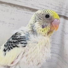 優しい色合い～🌈　セキセイインコ(パステルレインボーパイド)