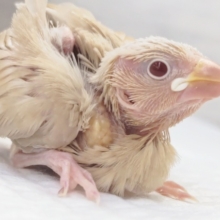 メロメロシナモン～🐣　シナモン文鳥