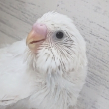 注目！白のセキセイさん～🐥　セキセイインコ(ダブルファクター)