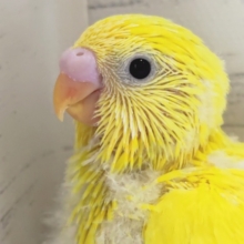 黄色の黒目さん～💛　セキセイインコ(ダブルファクター)