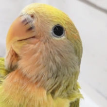 鮮やかパッション～🐯🍒　コザクラインコ(タイガーチェリー)