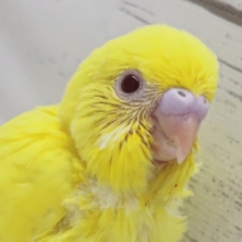 黄色の元気っ子～🌟　セキセイインコ(ルチノー)