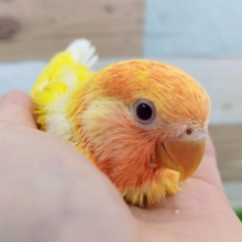 太陽カラー☀コザクラインコ(ルチノーオパーリン)のヒナ入荷しました❤
